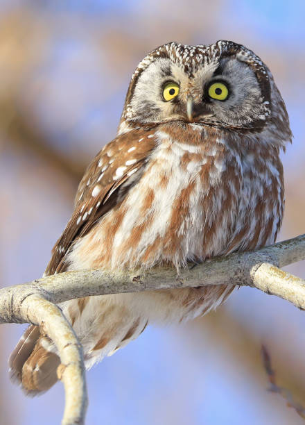 istock Northern Saw-whet Owl standing on a tree branch 1299701503
