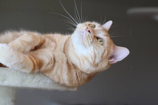 istock American shorthair cat leaning forward and looking up. 1299701626