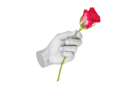 Hand holding Red rose, isolated on white background. Digital modern art