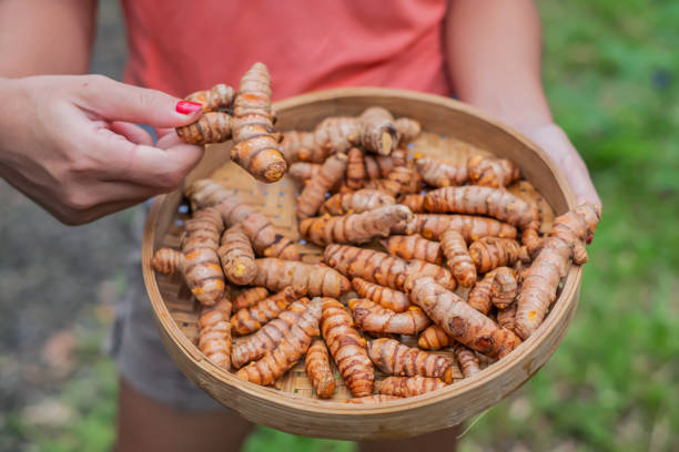 Turmeric or Curcuma longa rhizome in transparent bowl, isolated in white background