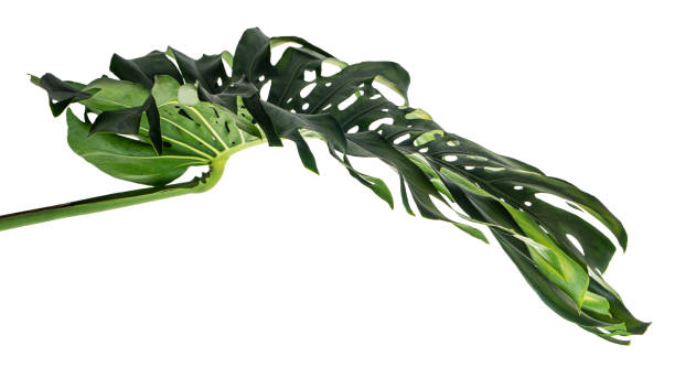 istock Monstera deliciosa leaf or Swiss cheese plant, isolated on white background, with clipping path 1299706725
