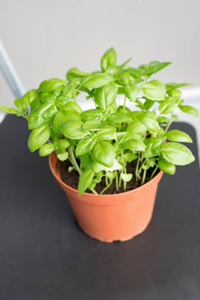 istock Green basil herb growing in pot at balcony. 1299706905