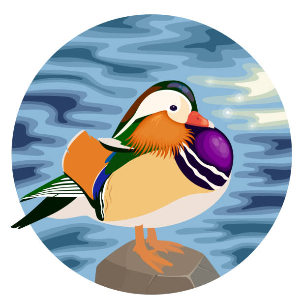 61 Drake Waterfowl Wallpaper Illustrations & Clip Art - iStock 61 Drake Waterfowl Wallpaper Illustrations & Clip Art - iStock