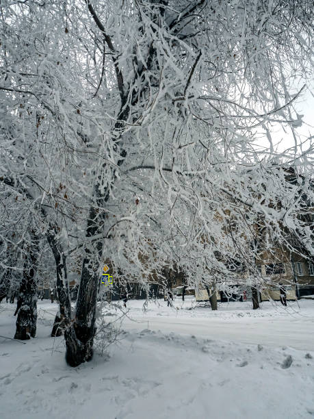istock tree branches covered with frost in the suburbs, Southern Urals 1299707988