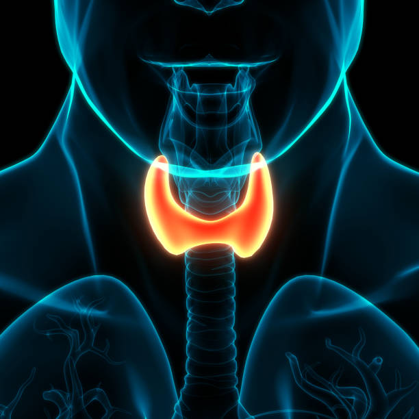 istock Human Body Glands Thyroid Gland Anatomy 1299708984