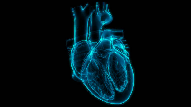 istock Human Circulatory System Heart Anatomy 1299709043