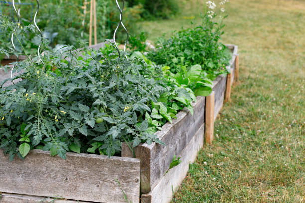 istock Community garden in the local park. 1299709072
