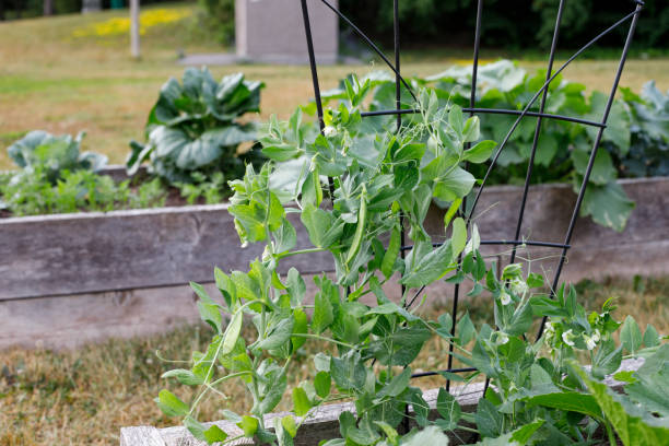 istock Community garden in the local park. 1299709074