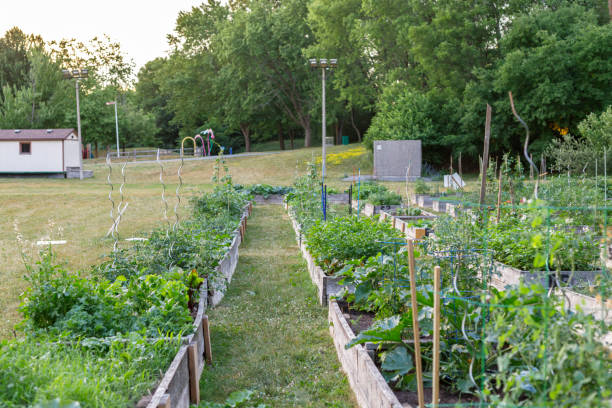 istock Community garden in the local park. 1299709076