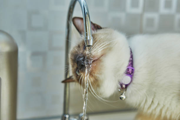 istock Siamese kitten drinking water from the tap 1299712661