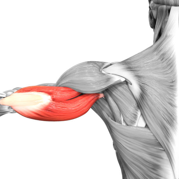 anatomia muscolare del muscolo tricipite dei muscoli del braccio del sistema muscolare umano - human muscle human arm bicep muscular build foto e immagini stock
