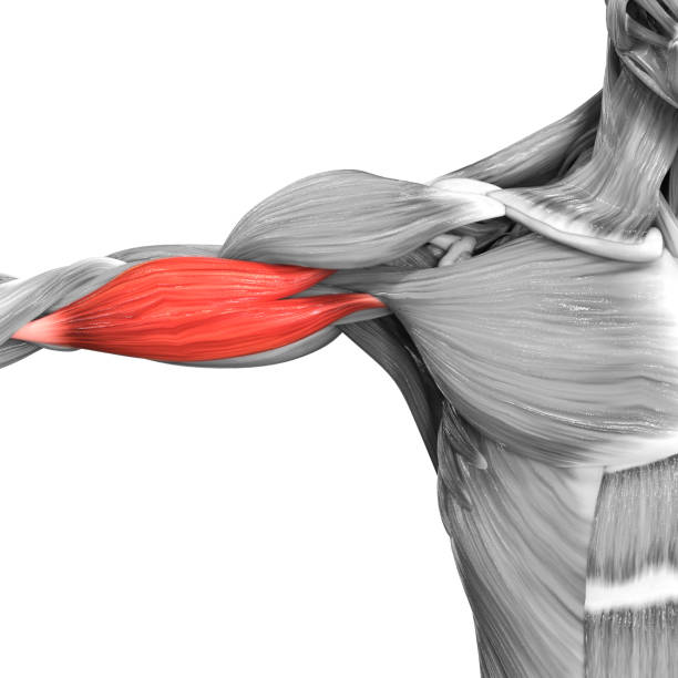 istock Human Muscular System Arm Muscles Biceps Brachii Anatomy 1299712965