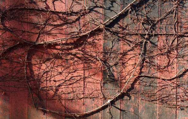 istock Withered ivy on the wall in winter 1299712995