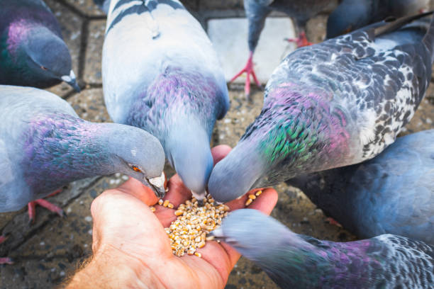 istock Many birds eating seeds from the hands 1299713622