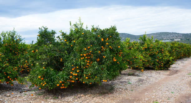 istock Tangerines trees with ripe fruits 1299714773