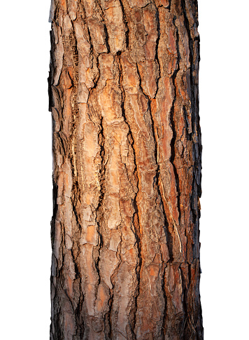 Trunk of pine isolated on white background.