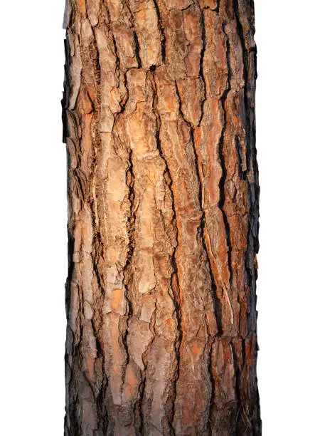 Photo of Tree trunk