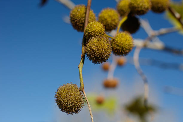 Immature green trichomatic achene head fruit of Western Sycamore, Platanus Racemosa, Platanaceae, native monoecious perennial deciduous tree near Bluff Creek Trail, Southern California Coast, Winter.