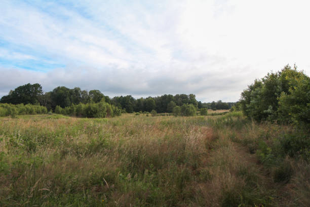istock Suburban vegetation landscape. 1299715257