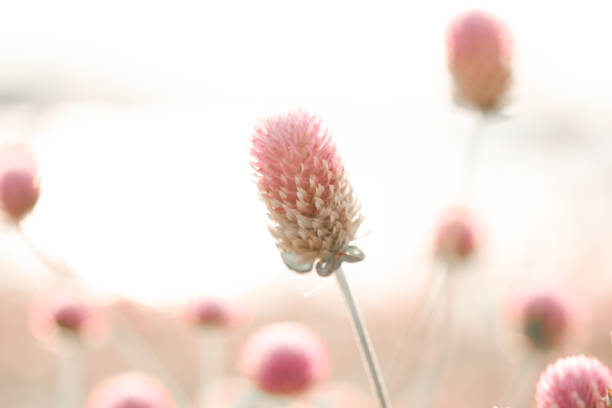 istock Purple grass flowers With beautiful background sun light 1299717315
