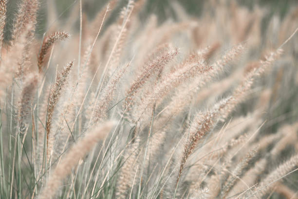 istock Brown grass flowers Beautiful background 1299717404