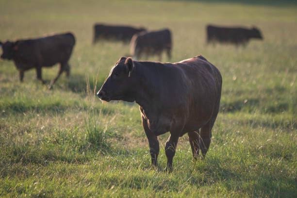 istock Angus cow backlit in lush field 1299718098
