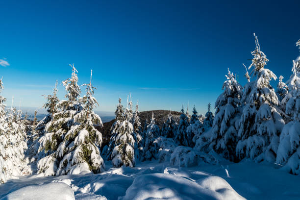 istock winter scenery with snowcapped small trees, hill on the background and clear sky bellow Lysa hora hill summit in Moravskoslezske Beskydy mountains in Czech republic 1299718271