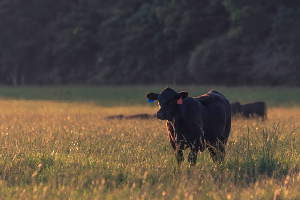 istock Angus cow backlit in tall ryegrass field 1299718314