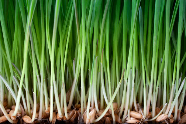 gekeimte weizengrassamen - wheatgrass stock-fotos und bilder