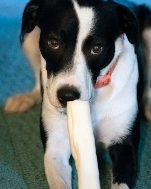 istock Dog looks coyly at camera while preparing to eat bone 1299719662