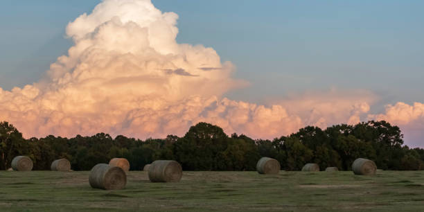 Rolled up hay bales ready for harvesting sitting in a farm field at sunset in the autumn