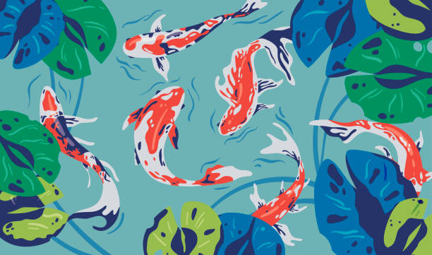 ilustrações de stock, clip art, desenhos animados e ícones de isolated japanese koi fish collection . - carpa espelho