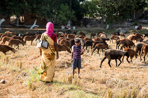 Hampi,karnataka-India/ 9 November,2020 : wandering Indian shepherd family with their sheeps