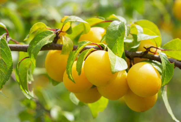 istock Plum tree. Branch of ripening yellow plums 1299721923