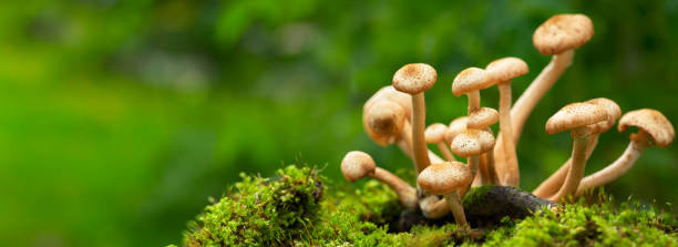 녹색 배경에 숲에서 식용 버섯 - magic mushroom moss autumn outdoors 뉴스 사진 이미지