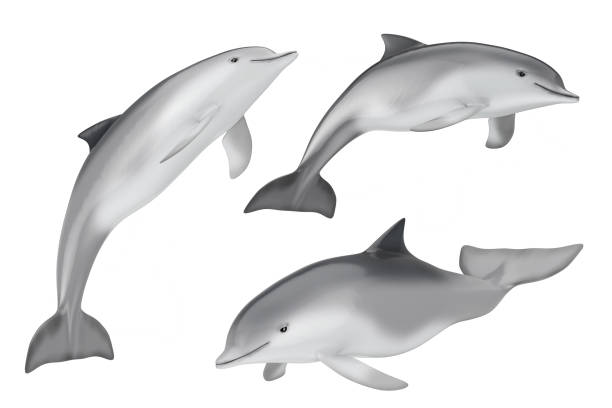 istock Tursiops Truncatus Ocean or Sea Bottlenose Dolphin. 3d Rendering 1299724712