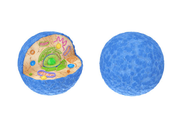 wewnętrzna struktura diagramu ludzkiej komórki. renderowanie 3d - centriole zdjęcia i obrazy z banku zdjęć