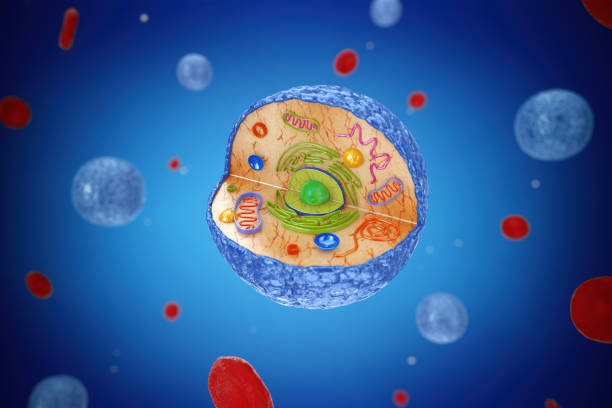 wewnętrzna struktura diagramu ludzkiego komórek mikroskopijnych widok. renderowanie 3d - centriole zdjęcia i obrazy z banku zdjęć