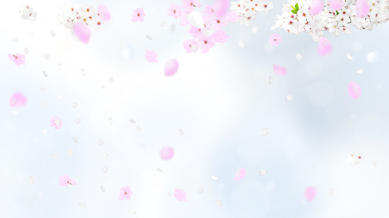 桜の壁紙 無料 Hd ダウンロード 500 Hq アンスプラッシュ 桜の壁紙 無料 Hd ダウンロード 500 Hq アンスプラッシュ