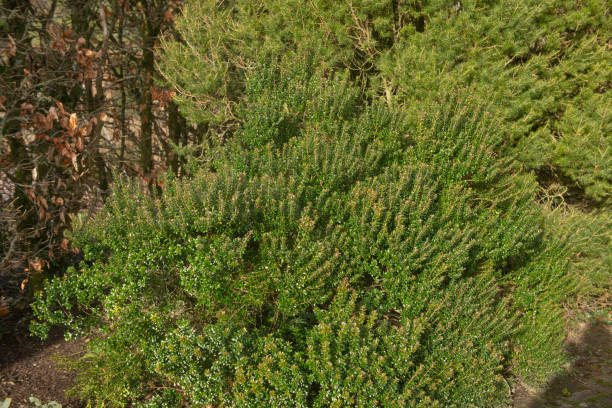 winter grünes laub und rosa blütenknospen des evergreen tarentum myrtle strauch (myrtus communis subsp. tarentina) wachsen in einem land cottage garden in rural devon, england, uk - myrtus stock-fotos und bilder