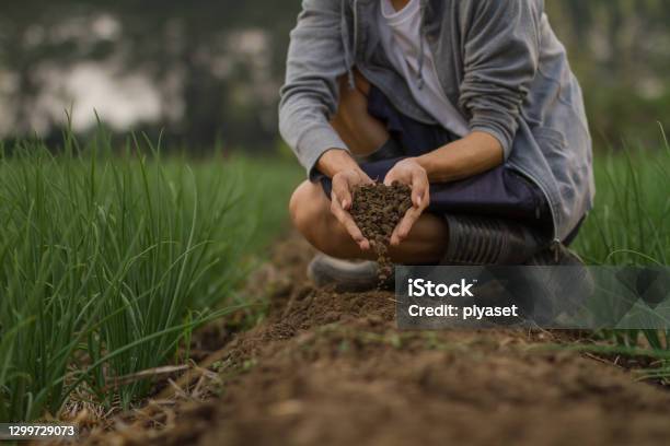 Farmer Holding Soil And Pouring To Ground Stock Photo - Download Image Now - Dirt, Agriculture, Sustainable Lifestyle