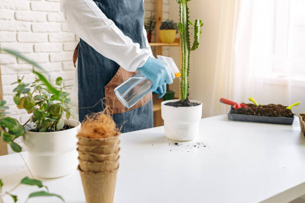 istock Unrecognizable female transplanting home plant close up. 1299730376