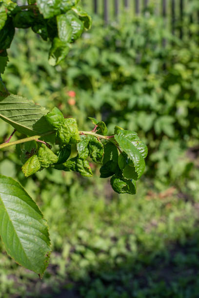 istock Aphids on the leaves of a cherry, harmful insect affecting the fruit tree 1299730610
