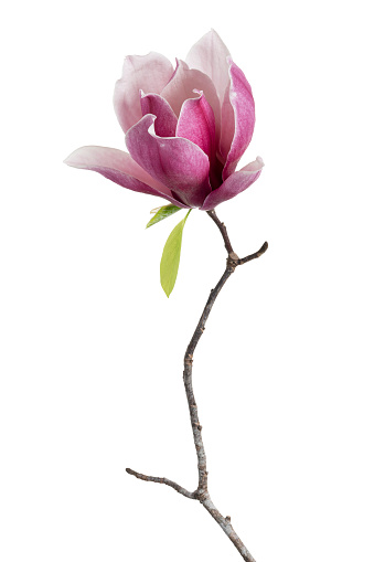 Magnolia liliiflora flower on branch with leaves, Lily magnolia flower isolated on white background, with clipping path