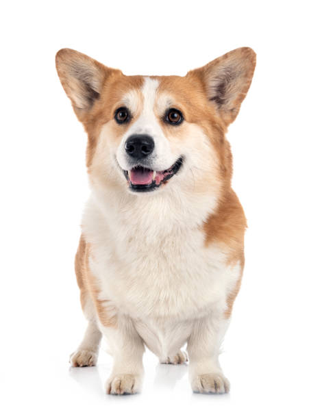 istock young Pembroke Welsh Corgi 1299731270