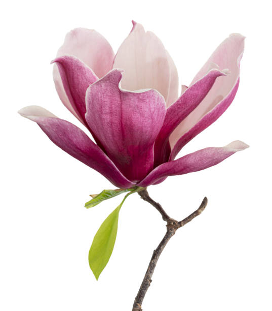 Magnolia liliiflora flower on branch with leaves, Lily magnolia flower isolated on white background, with clipping path Magnolia liliiflora flower on branch with leaves, Lily magnolia flower isolated on white background, with clipping path magnolia white flower large stock pictures, royalty-free photos & images