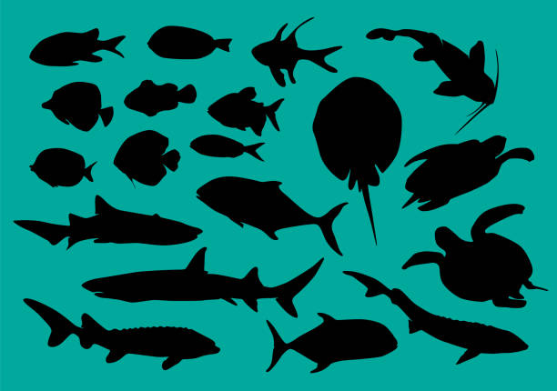 피쉬 실루엣 컬렉션. 수중 야생 동물의 벡터 장식 요소. - tuna silhouette fish saltwater fish stock illustrations