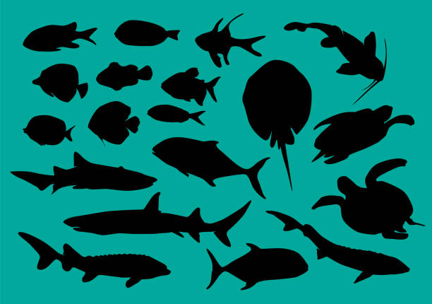 ilustrações de stock, clip art, desenhos animados e ícones de fishes silhouette collection. vector decorative elements of underwater wildlife. - tuna silhouette fish saltwater fish