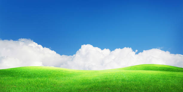 istock Green grass field and sunny sky with clouds 1299733365
