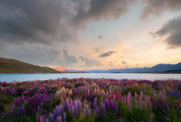 istock The Lupins Of Lake Tekapo 1299734012